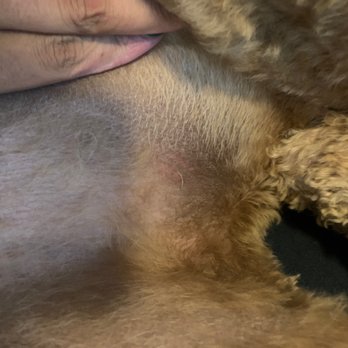 Critter Clips - Scratches on his thigh. - Pet Sitting Near Me - Colorado Springs, Colorado