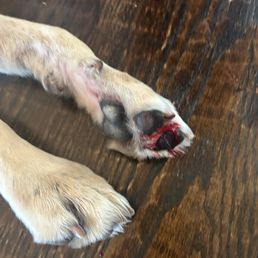This happened second time to my dog when I request nail service! After 1 hour still bleeding! So painful for her and easly leads to infectin