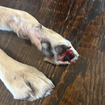 Vetsavers Pet Hospital - This happened second time to my dog when I request nail service! After 1 hour still bleeding! So painful for her and easly leads to infectin - Veterinarians Near Me - Carrollton, Texas