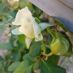 Talecris Plasma Resources - A flower to thank them for being very nice people. That's very hard to find these days