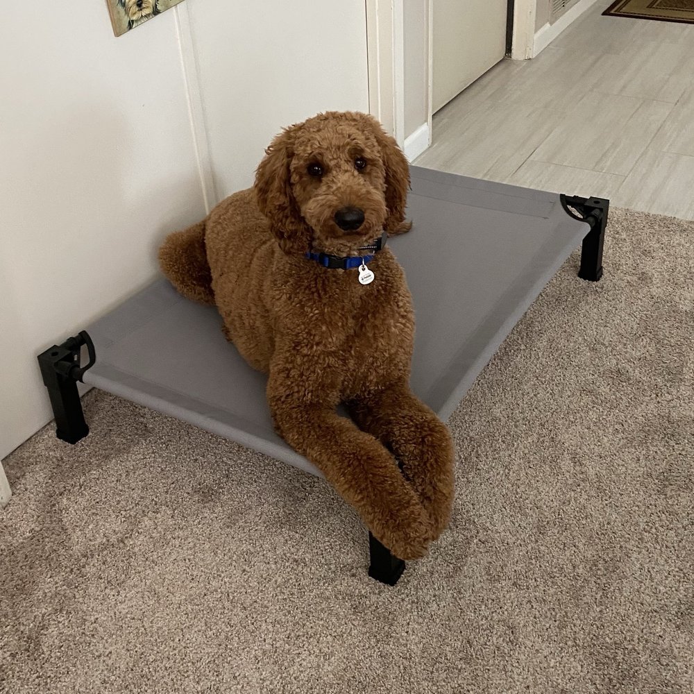 Beau now knows his "place" when someone comes to our door.