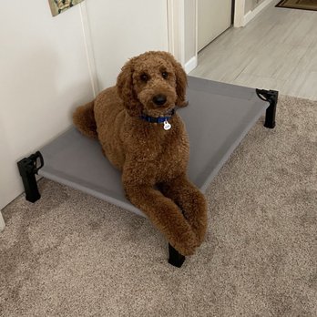 Dog On Fun - Beau now knows his "place" when someone comes to our door. - Pet Sitting Near Me - Covina, California