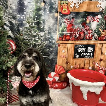 Pampered Pooch Grooming & Boutique - Final result! - Pet Groomers Near Me - Poughkeepsie , New York Pampered Pooch Grooming & Boutique - Final result! - Pet Groomers Near Me - Poughkeepsie , New York