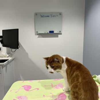 Palms & Paws Veterinary Center - They had a welcome sign for my cat!! - Veterinarians Near Me - Santa Monica, California Palms & Paws Veterinary Center - They had a welcome sign for my cat!! - Veterinarians Near Me - Santa Monica, California