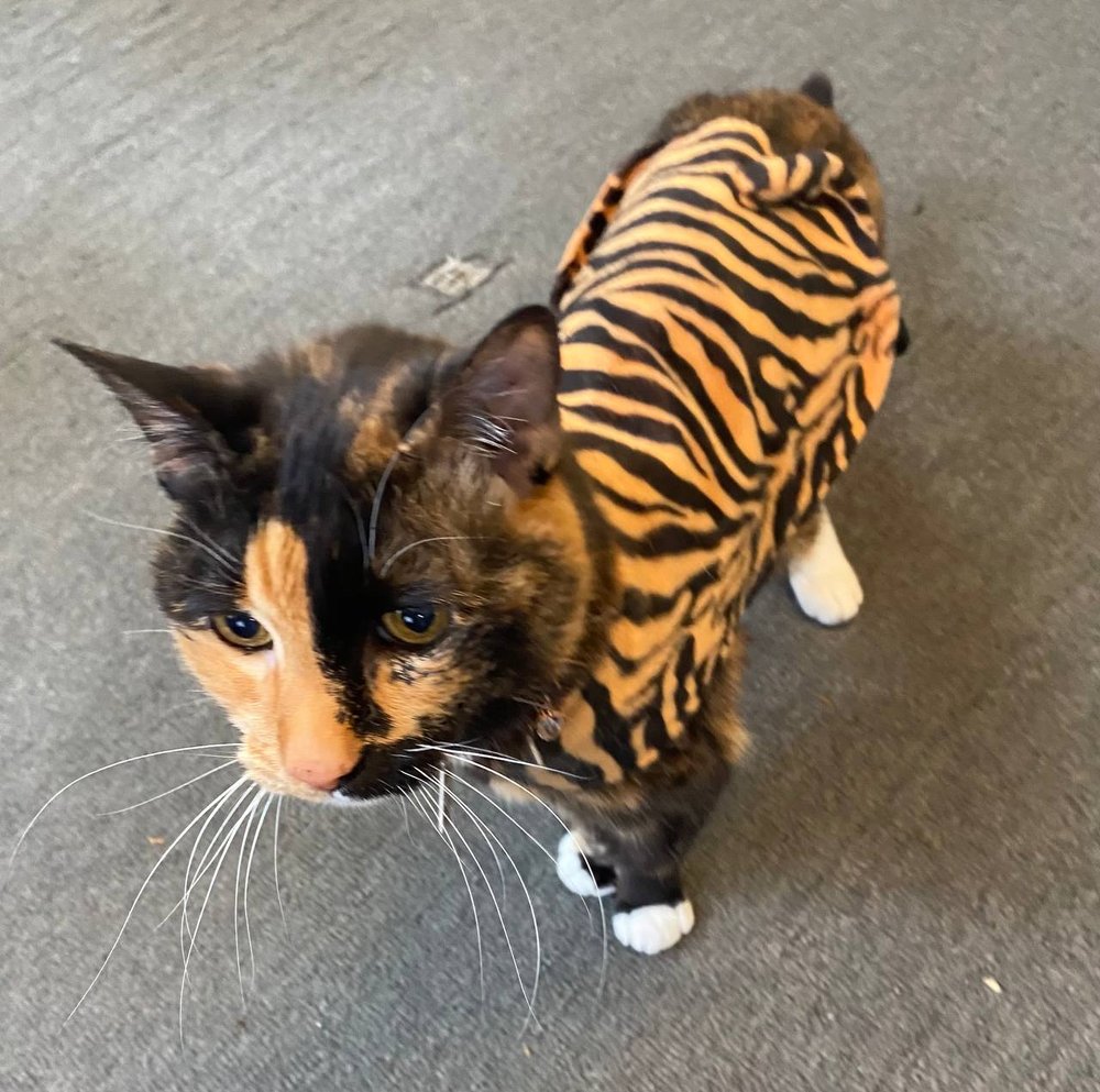 MAIL BOX PLUS Updated October 2024 10 Photos & 51 Reviews 1450