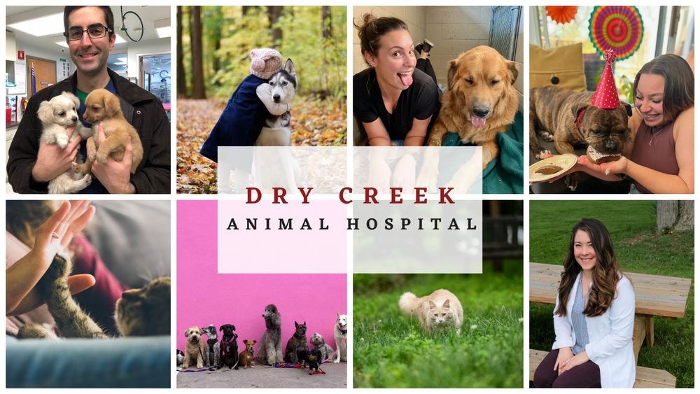 DRY CREEK ANIMAL HOSPITAL 44 Photos & 10 Reviews 2020 S Ave