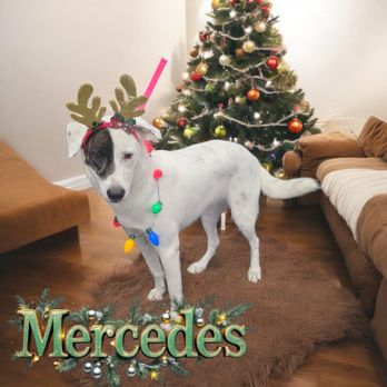 Pet Supplies Plus Cypress - Pet Stores Near Me - Cypress, Texas Pet Supplies Plus Cypress - Pet Stores Near Me - Cypress, Texas