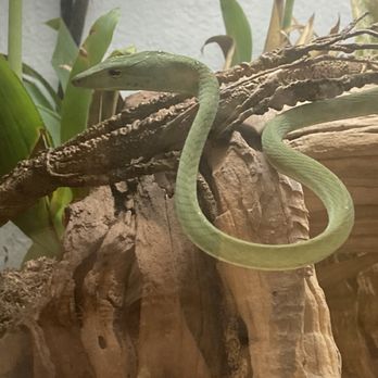 REPTILE FACTORY- RIVERSIDE - Reptile Shops Near Me - Riverside, California REPTILE FACTORY- RIVERSIDE - Reptile Shops Near Me - Riverside, California