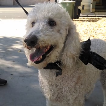 k9champ Mobile Grooming - Before - Pet Groomers Near Me