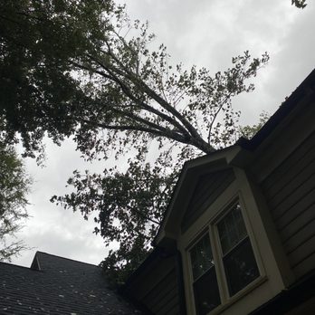 Piedmont Tree Experts - Over entire house to front of house - Tree Services Near Me - Mint Hill, North Carolina