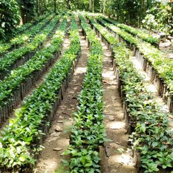 Finca El Pacífico - Fresh coffee plants