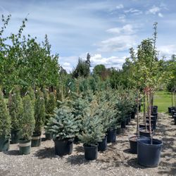 Vern's Nursery