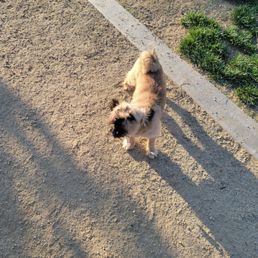 Whoever this dog belongs to, be sure to watch your dog. This dog jumped the fence and was trying to hump my dog!