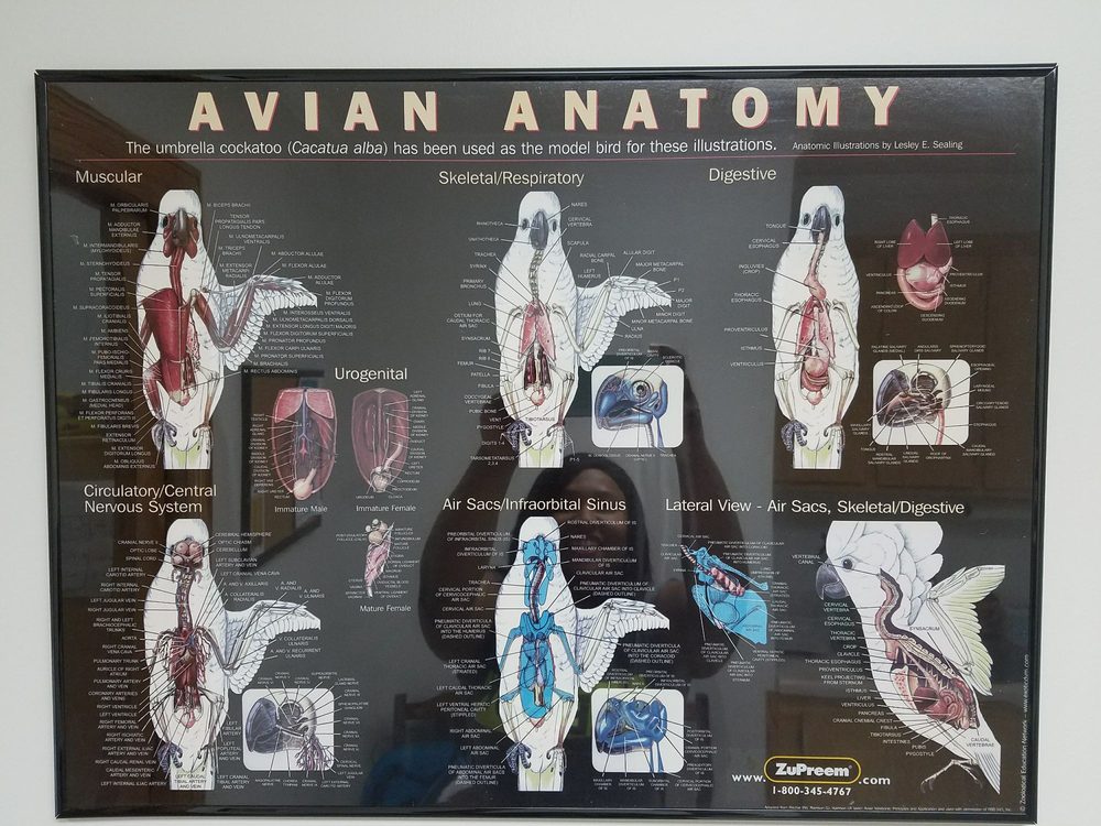 GRIFFIN AVIAN & EXOTIC VETERINARY HOSPITAL Updated September 2024