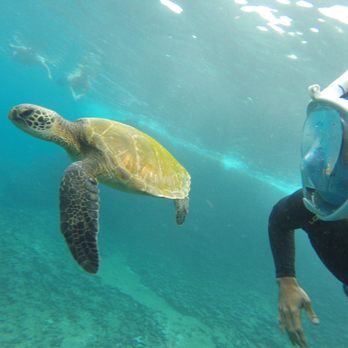 Mahina Hawaii - Ryan got a selfie with the Honu - Hiking Near Me - Haleiwa, Hawaii