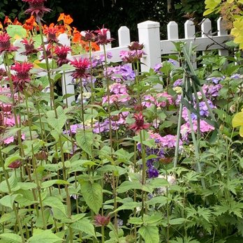 Purple Haze Lavender Farm - Flowers - Flowers & Gifts Near Me - Sequim, Washington