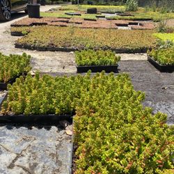 Griselda's Nursery - Huge selection!