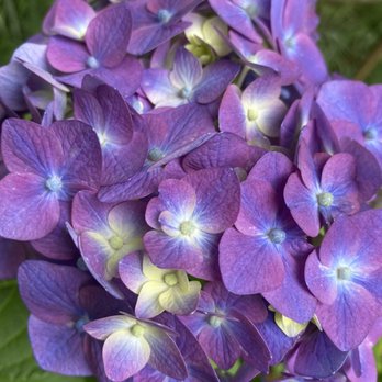 Beaconlight Guest House - A detailed close-up of purple and yellow hydrangea blossoms, showing their delicate petals and vibrant colors. - Guest Houses Near Me - Ogunquit, Maine