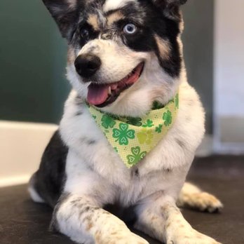 Canine Designs - Pet Groomers Near Me - Ballwin, Missouri