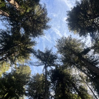 Pioneer Tree Trail - Hiking Near Me