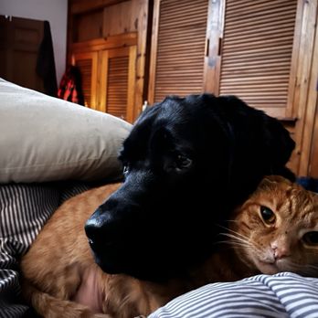 Simpson's Labrador Retrievers  - Nera - Pet Breeders Near Me