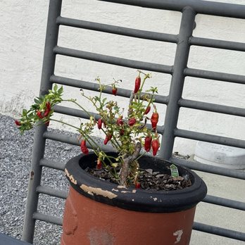 Dread River Distilling Company - Little pepper spice plant outside - Distilleries Near Me - Birmingham, Alabama