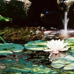 Still Waters Counseling