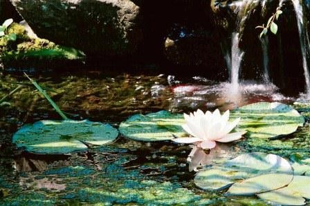 Still Waters Counseling - grief counselor in Saline, MI