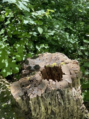 Kubota Garden by null