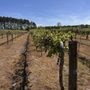 Photo of Cartersville Country Winery