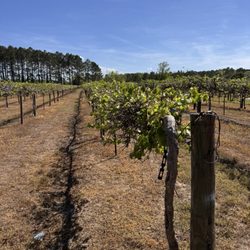 Cartersville Country Winery - Vineyard view