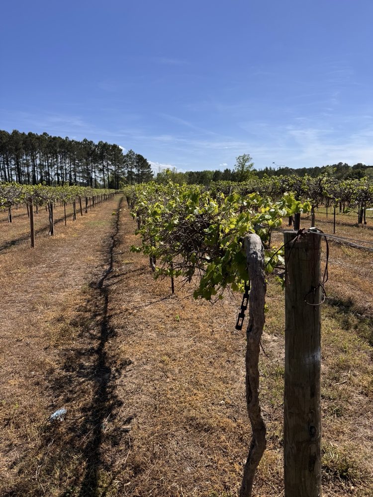 Cartersville Country Winery - vineyard in Timmonsville, SC