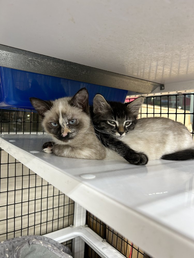 Pet Supermarket Image