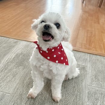 Puppy Salon - Pet Groomers Near Me - Whittier, California Puppy Salon - Pet Groomers Near Me - Whittier, California