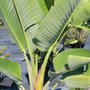 Photo of Citrus Park Landscape Nursery