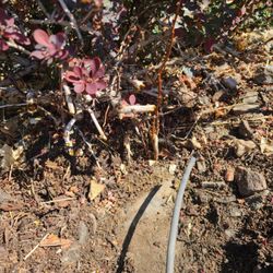 Red Beard Irrigation