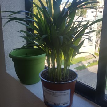 East Bay Nursery - Areca palm small size 16.95 - Nurseries & Gardening Near Me - Berkeley, California East Bay Nursery - Areca palm small size 16.95 - Nurseries & Gardening Near Me - Berkeley, California