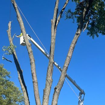 Hernandez Tree Service - Tree Services Near Me - Cincinnati, Ohio Hernandez Tree Service - Tree Services Near Me - Cincinnati, Ohio