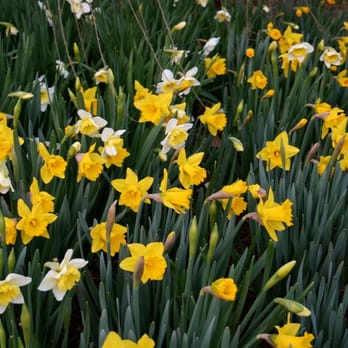 Acer Landscape Services - Different varieties of daffodil bulbs bloom at various times for constant color - Landscaping Near Me - Nashville, Tennessee Acer Landscape Services - Different varieties of daffodil bulbs bloom at various times for constant color - Landscaping Near Me - Nashville, Tennessee