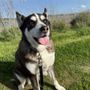 Photo of Cuco's Dog Walking Services