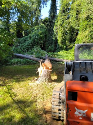 JP Tree And Junk Removal Service