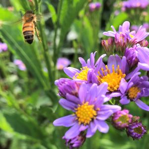 Birdsong Pleasure Garden on Yelp