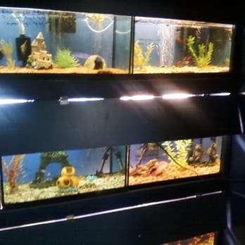 Big Fish Little Fish - Fish tanks, Dec 30, 2014 - Pet Stores Near Me - Somerville, Massachusetts Big Fish Little Fish - Fish tanks, Dec 30, 2014 - Pet Stores Near Me - Somerville, Massachusetts