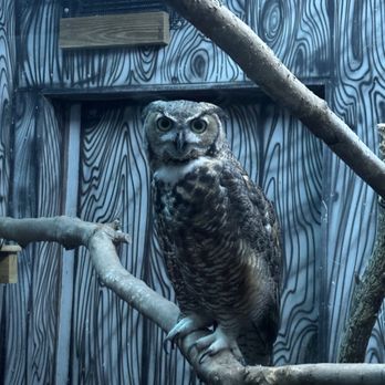 Cameron Park Zoo - Barn owl - Zoos Near Me - Waco, Texas Cameron Park Zoo - Barn owl - Zoos Near Me - Waco, Texas