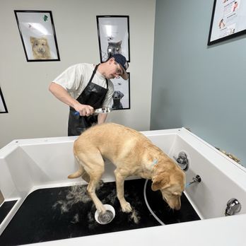 Pawsitivity - Attractive young man (Keegan) washing his yellow lab, Wolfgang - Pet Stores Near Me - West Linn, Oregon Pawsitivity - Attractive young man (Keegan) washing his yellow lab, Wolfgang - Pet Stores Near Me - West Linn, Oregon
