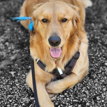 Pampered Paws Mobile Pet Grooming - Pet Groomers Near Me Pampered Paws Mobile Pet Grooming - Pet Groomers Near Me