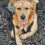 Photo of Pampered Paws Mobile Pet Grooming