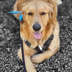 Pampered Paws Mobile Pet Grooming