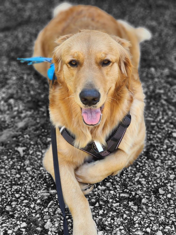 PAMPERED PAWS MOBILE PET GROOMING - Updated February 2026 - Request an ...