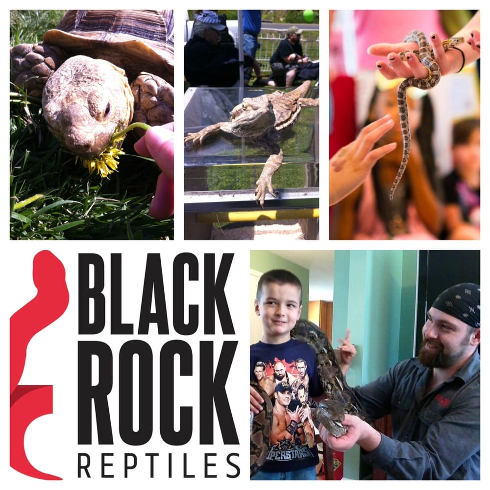 BLACK ROCK REPTILES Updated October 2024 11 Photos Hagerstown
